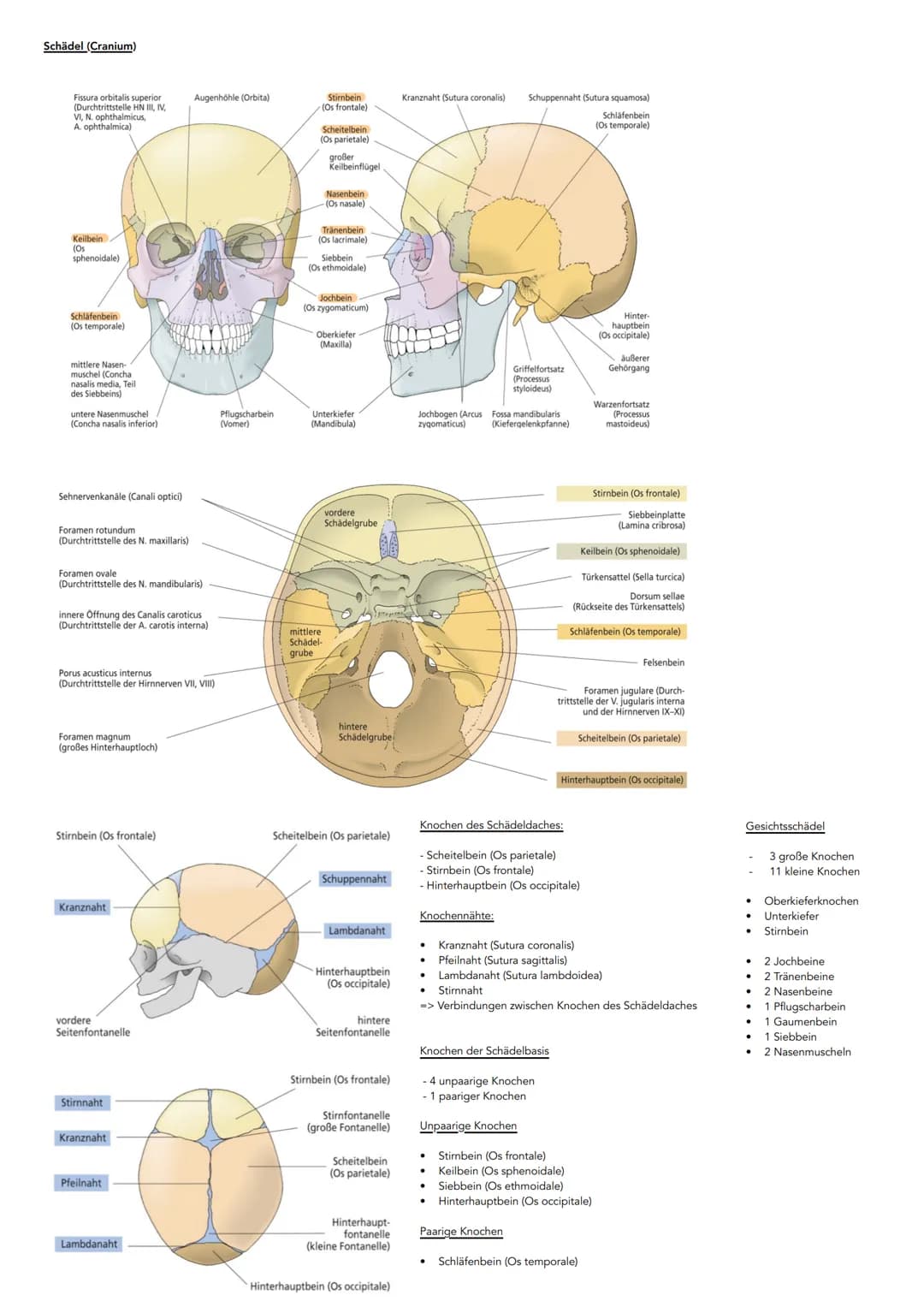 Hauptachsen des Körpers
kranial
kaudal
dorsal
(posterior)
ventral-
(anterior)
Sagittalachse
Lage- und Richtungsbezeichnungen
ANSICHT VON VOR
