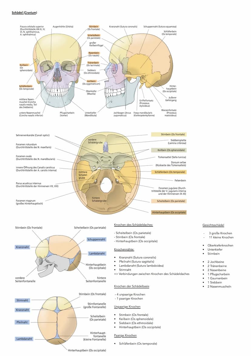 Hauptachsen des Körpers
kranial
kaudal
dorsal
(posterior)
ventral-
(anterior)
Sagittalachse
Lage- und Richtungsbezeichnungen
ANSICHT VON VOR