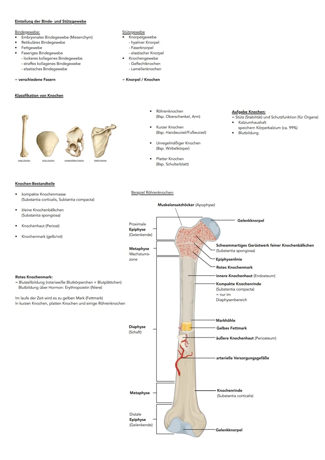 Hauptachsen des Körpers
kranial
kaudal
dorsal
(posterior)
ventral-
(anterior)
Sagittalachse
Lage- und Richtungsbezeichnungen
ANSICHT VON VOR