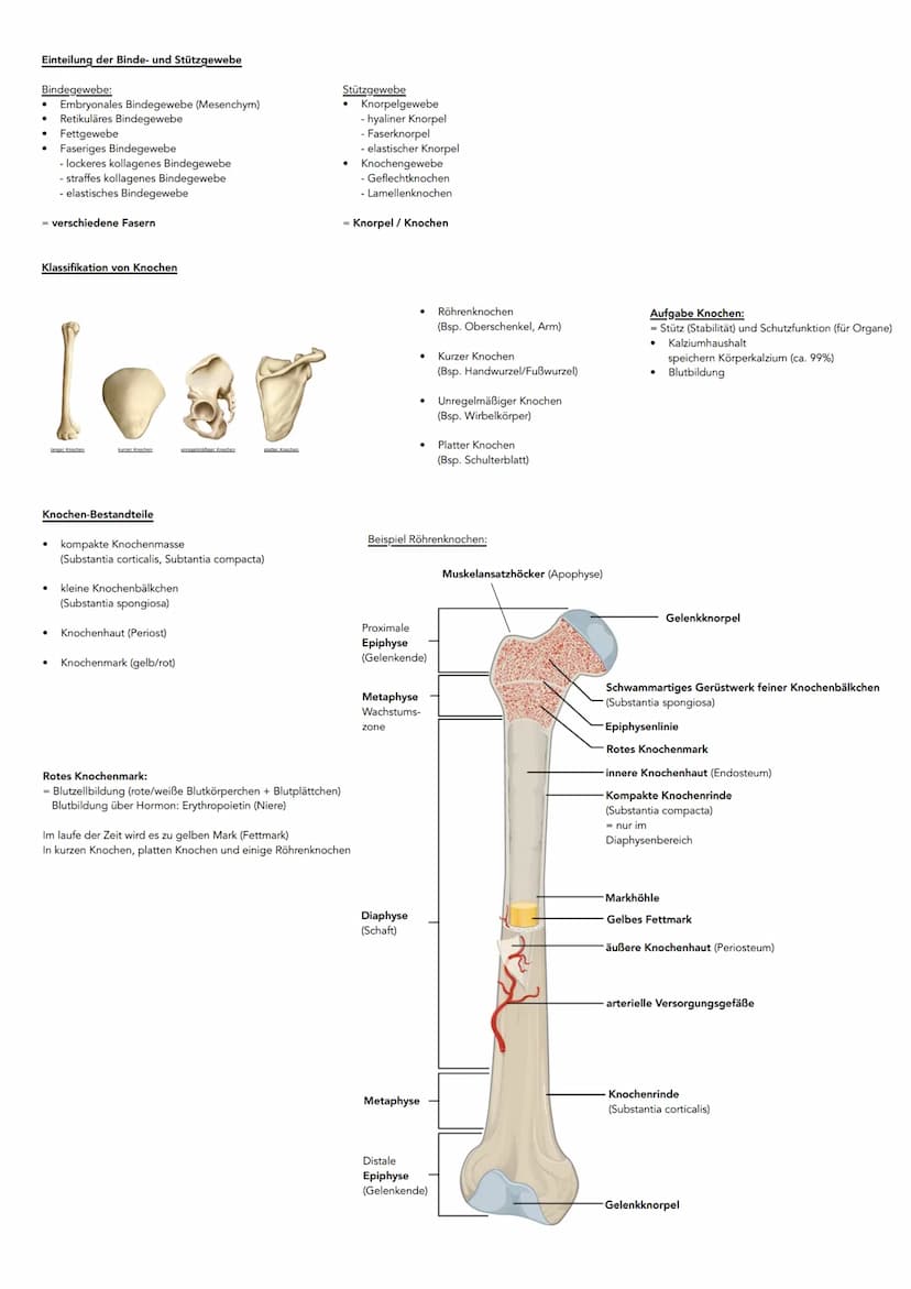 Hauptachsen des Körpers
kranial
kaudal
dorsal
(posterior)
ventral-
(anterior)
Sagittalachse
Lage- und Richtungsbezeichnungen
ANSICHT VON VOR