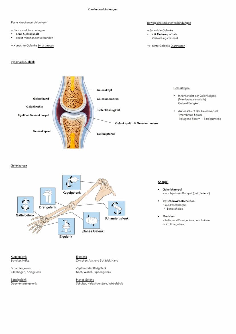 Hauptachsen des Körpers
kranial
kaudal
dorsal
(posterior)
ventral-
(anterior)
Sagittalachse
Lage- und Richtungsbezeichnungen
ANSICHT VON VOR
