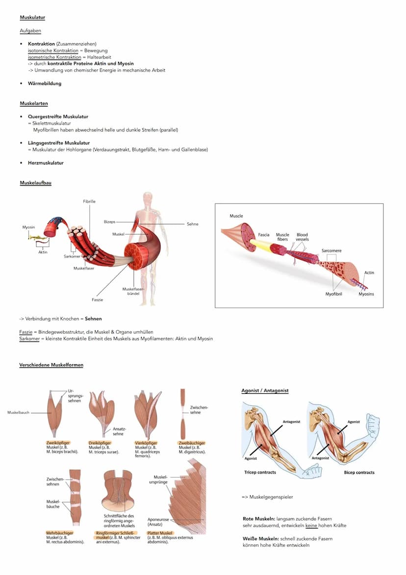 Hauptachsen des Körpers
kranial
kaudal
dorsal
(posterior)
ventral-
(anterior)
Sagittalachse
Lage- und Richtungsbezeichnungen
ANSICHT VON VOR