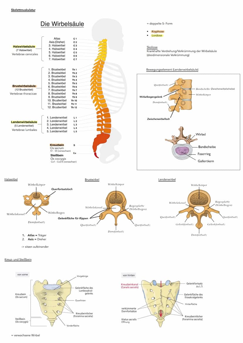 Hauptachsen des Körpers
kranial
kaudal
dorsal
(posterior)
ventral-
(anterior)
Sagittalachse
Lage- und Richtungsbezeichnungen
ANSICHT VON VOR