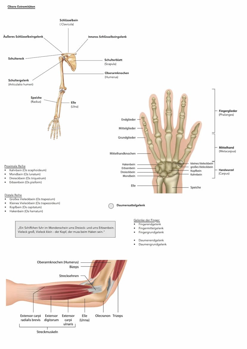 Hauptachsen des Körpers
kranial
kaudal
dorsal
(posterior)
ventral-
(anterior)
Sagittalachse
Lage- und Richtungsbezeichnungen
ANSICHT VON VOR
