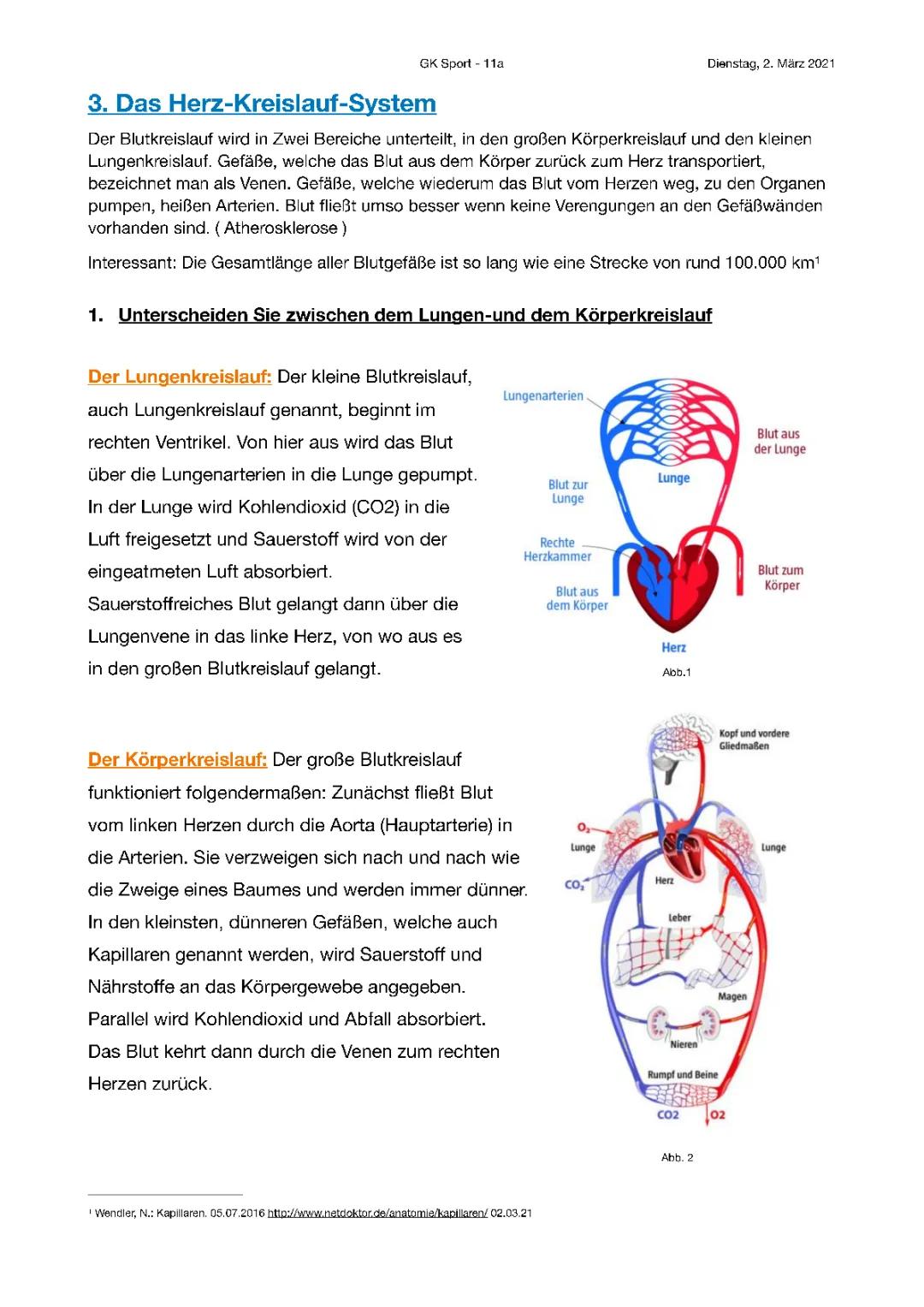 Das Herz-Kreislauf-System und die Auswirkungen von Sport einfach erklärt