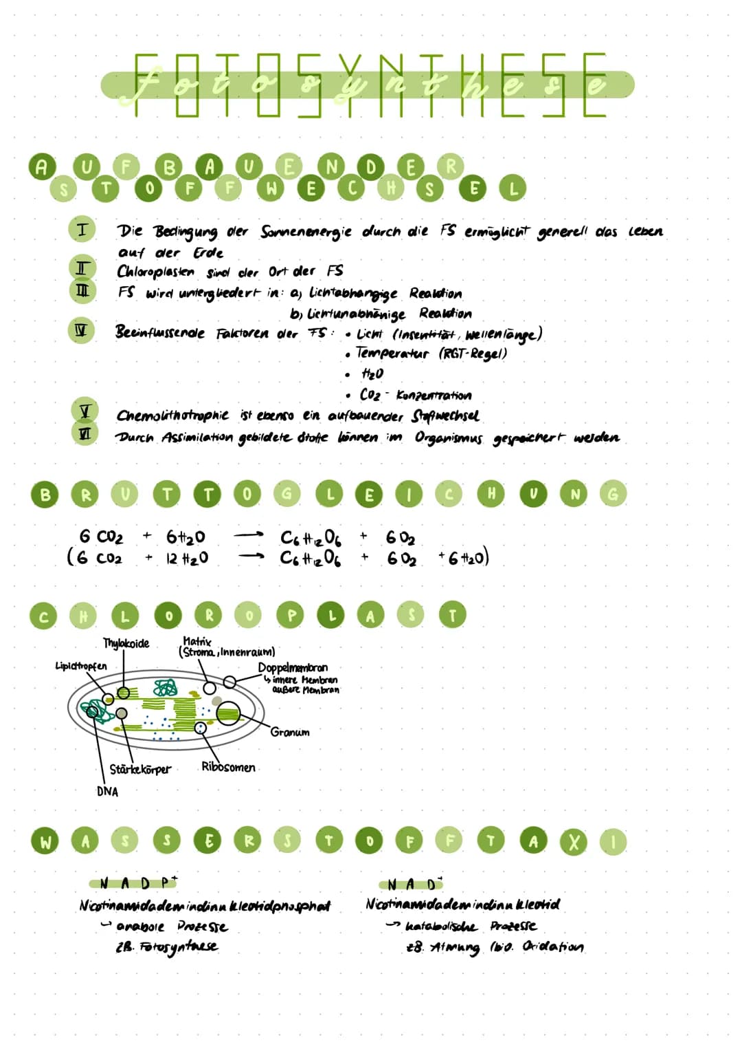 
<p>In den Chloroplasten finden wesentliche Prozesse der Fotosynthese statt, die das Leben auf der Erde ermöglichen. Die Fotosynthese wird i