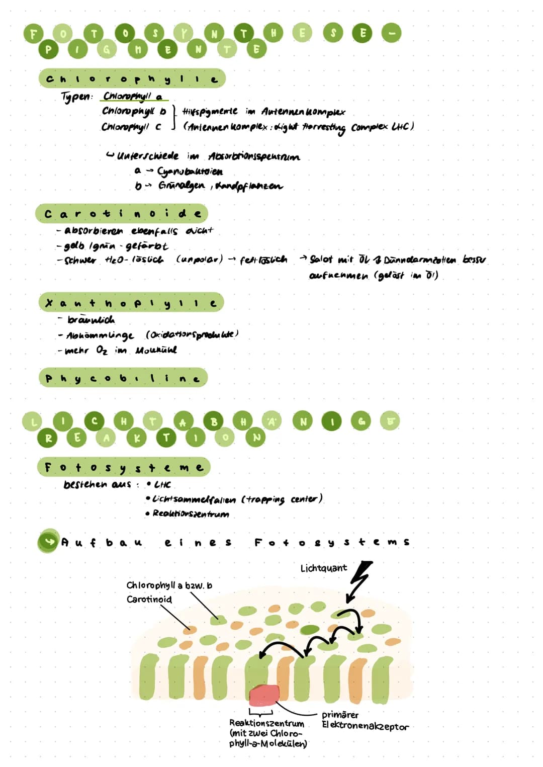 
<p>In den Chloroplasten finden wesentliche Prozesse der Fotosynthese statt, die das Leben auf der Erde ermöglichen. Die Fotosynthese wird i