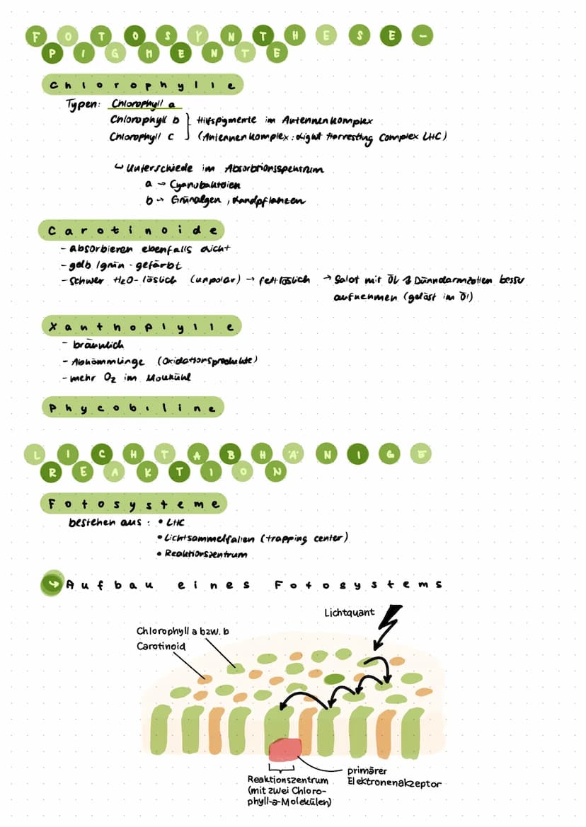 
<p>In den Chloroplasten finden wesentliche Prozesse der Fotosynthese statt, die das Leben auf der Erde ermöglichen. Die Fotosynthese wird i