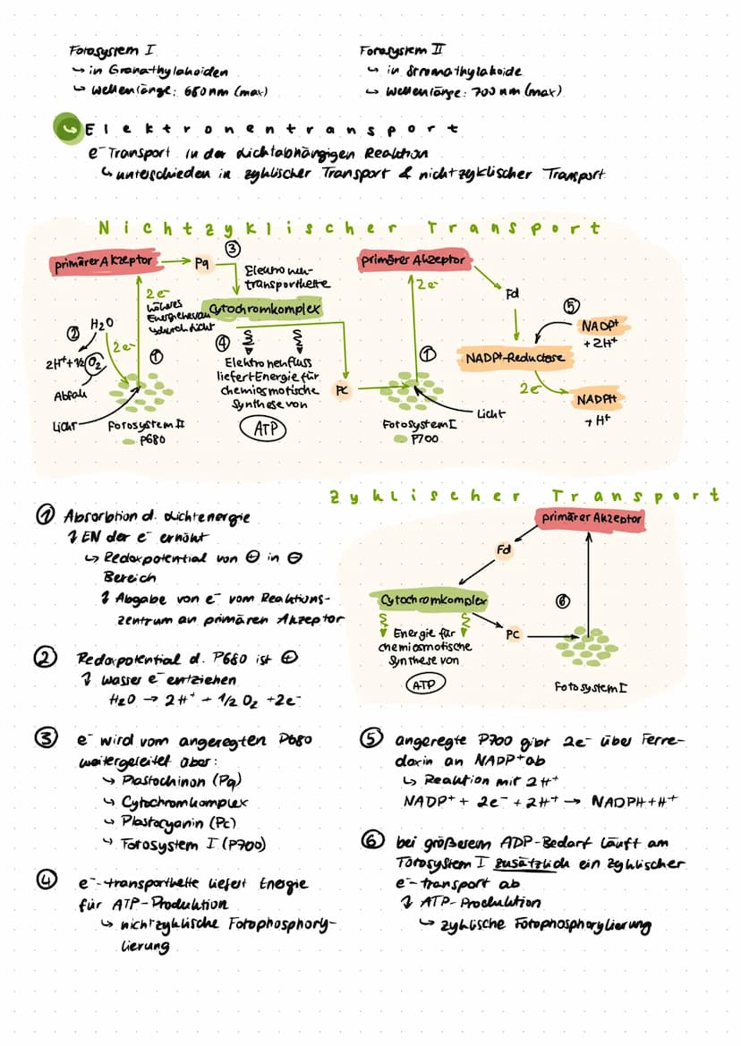 
<p>In den Chloroplasten finden wesentliche Prozesse der Fotosynthese statt, die das Leben auf der Erde ermöglichen. Die Fotosynthese wird i