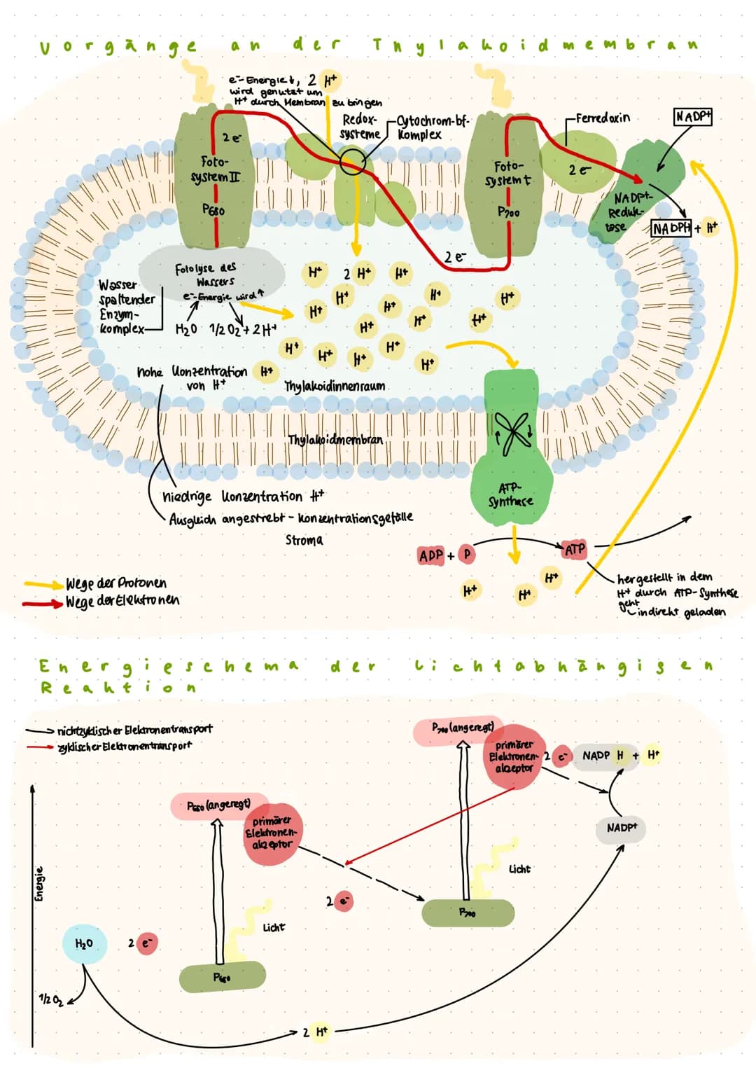 
<p>In den Chloroplasten finden wesentliche Prozesse der Fotosynthese statt, die das Leben auf der Erde ermöglichen. Die Fotosynthese wird i