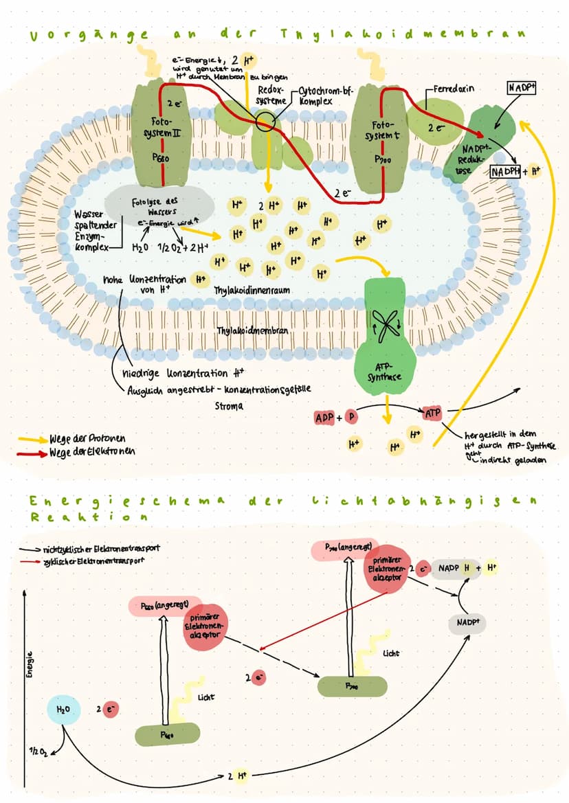 
<p>In den Chloroplasten finden wesentliche Prozesse der Fotosynthese statt, die das Leben auf der Erde ermöglichen. Die Fotosynthese wird i