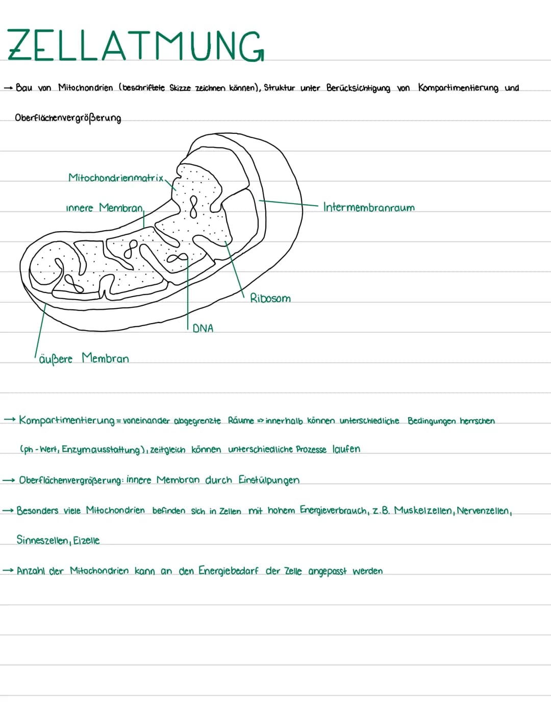 ZELLATMUNG
•Zellatmung im Überblick; Energieausbeute
→Bau von Mitochondrien (beschriftete Skizze zeichnen können), Struktur unter Berücksich