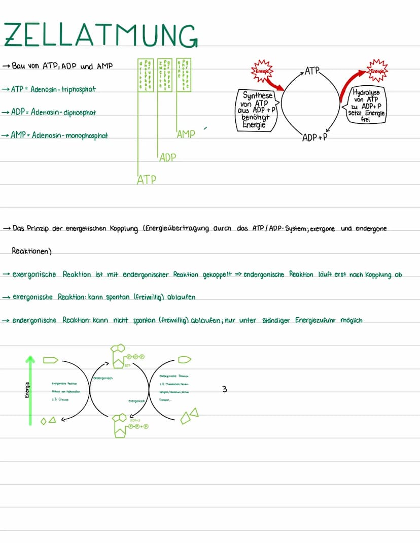 ZELLATMUNG
•Zellatmung im Überblick; Energieausbeute
→Bau von Mitochondrien (beschriftete Skizze zeichnen können), Struktur unter Berücksich