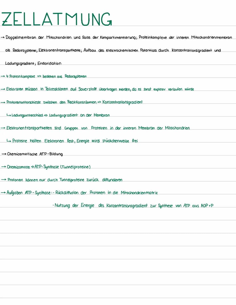 ZELLATMUNG
•Zellatmung im Überblick; Energieausbeute
→Bau von Mitochondrien (beschriftete Skizze zeichnen können), Struktur unter Berücksich