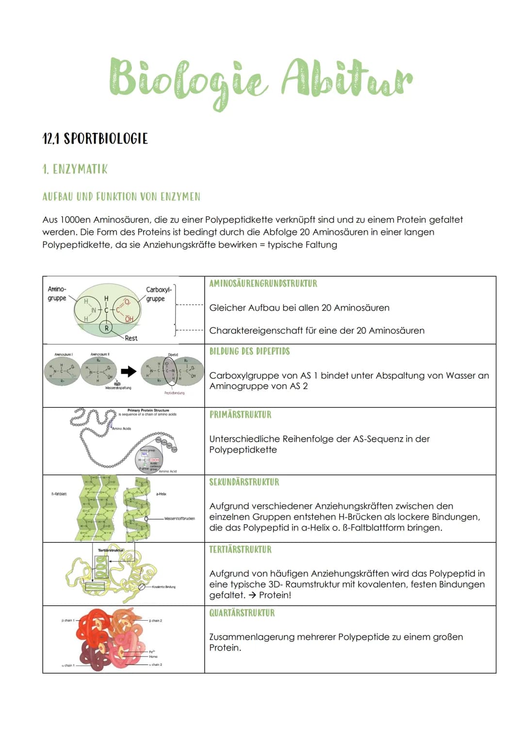 12.1 SPORTBIOLOGIE
1. ΕΝΖΥΜΑΤΙΚ
AUFBAU UND FUNKTION VON ENZYMEN
Aus 1000en Aminosäuren, die zu einer Polypeptidkette verknüpft sind und zu e