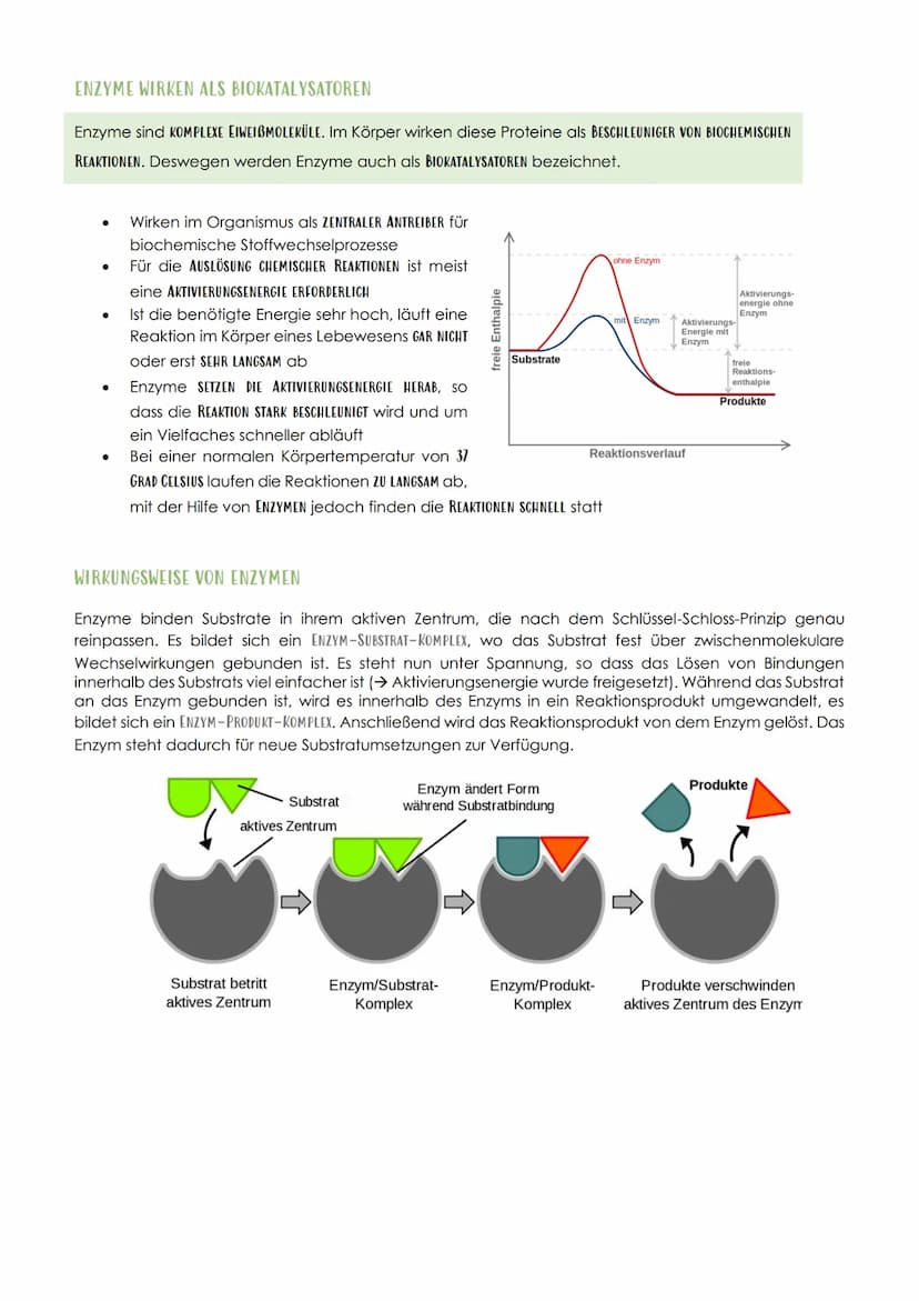 12.1 SPORTBIOLOGIE
1. ΕΝΖΥΜΑΤΙΚ
AUFBAU UND FUNKTION VON ENZYMEN
Aus 1000en Aminosäuren, die zu einer Polypeptidkette verknüpft sind und zu e