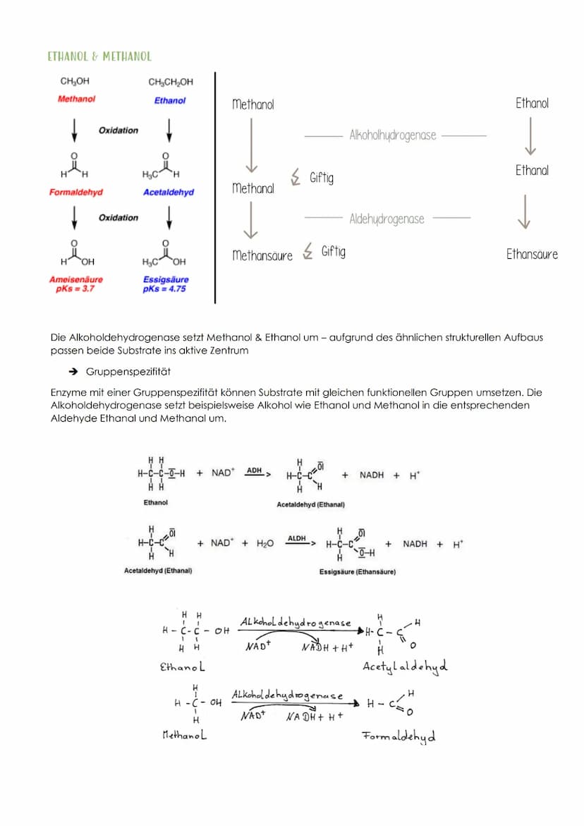 12.1 SPORTBIOLOGIE
1. ΕΝΖΥΜΑΤΙΚ
AUFBAU UND FUNKTION VON ENZYMEN
Aus 1000en Aminosäuren, die zu einer Polypeptidkette verknüpft sind und zu e