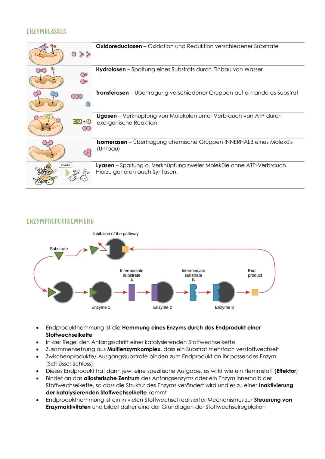 12.1 SPORTBIOLOGIE
1. ΕΝΖΥΜΑΤΙΚ
AUFBAU UND FUNKTION VON ENZYMEN
Aus 1000en Aminosäuren, die zu einer Polypeptidkette verknüpft sind und zu e