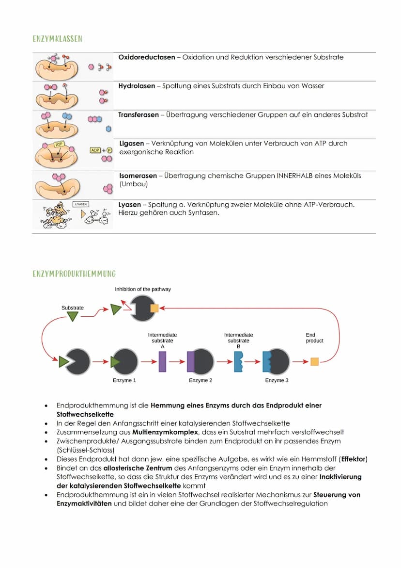 12.1 SPORTBIOLOGIE
1. ΕΝΖΥΜΑΤΙΚ
AUFBAU UND FUNKTION VON ENZYMEN
Aus 1000en Aminosäuren, die zu einer Polypeptidkette verknüpft sind und zu e