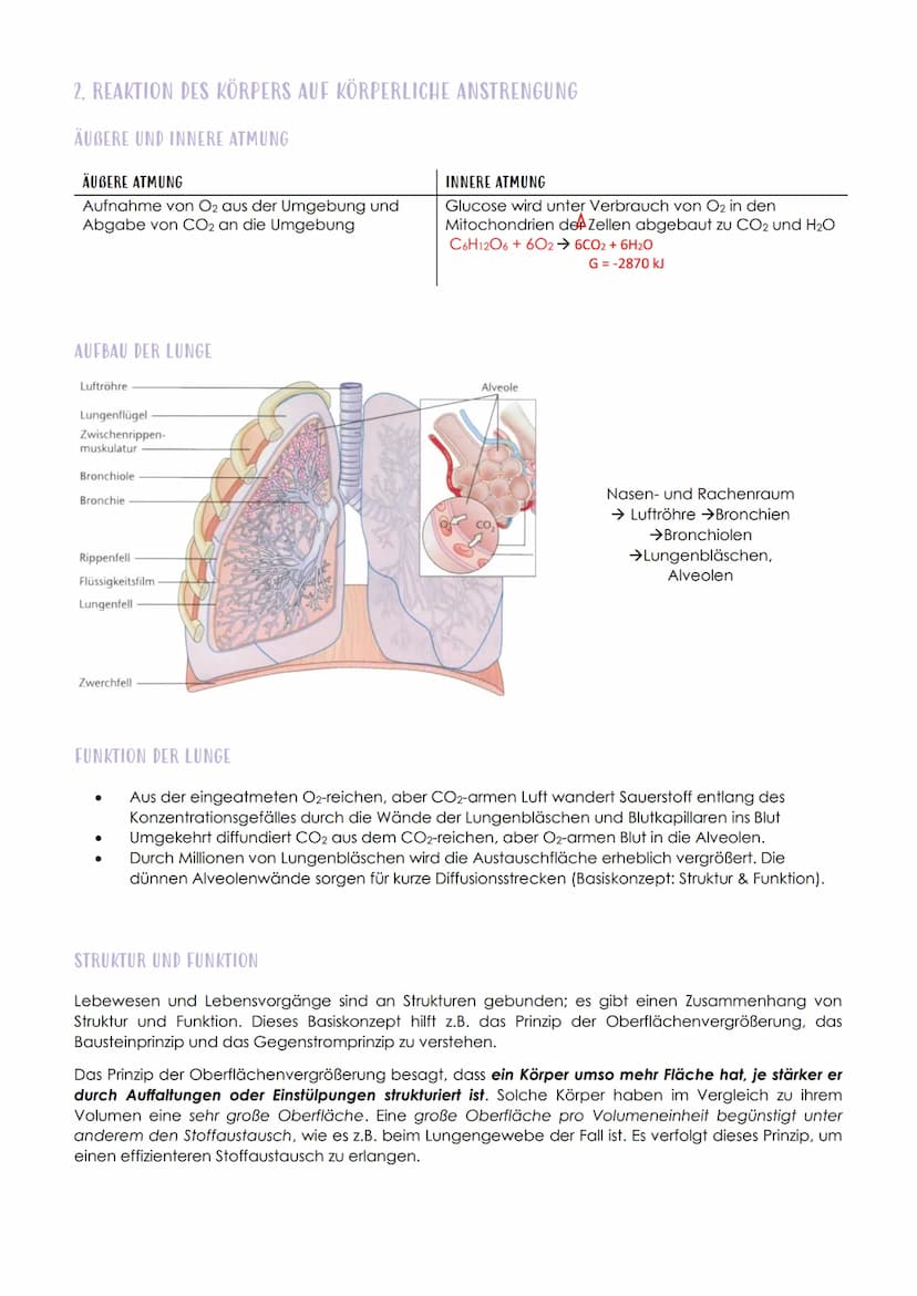 12.1 SPORTBIOLOGIE
1. ΕΝΖΥΜΑΤΙΚ
AUFBAU UND FUNKTION VON ENZYMEN
Aus 1000en Aminosäuren, die zu einer Polypeptidkette verknüpft sind und zu e