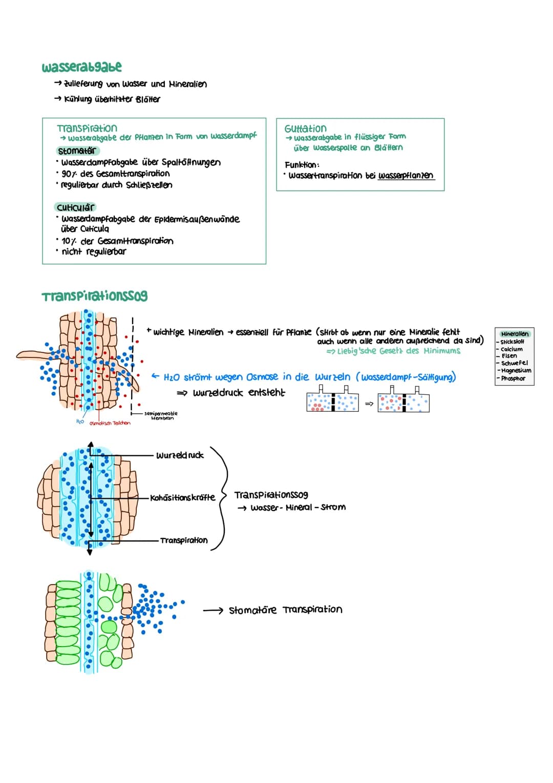 STOFFWECHSEL aktives
Zentrum
Enzymatik
Definition
= Biokatalysatoren
→ Stoffe im Organismus die als Reaktionsbeschleuniger wirken
→ setzen A