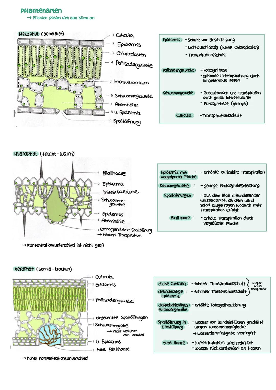 STOFFWECHSEL aktives
Zentrum
Enzymatik
Definition
= Biokatalysatoren
→ Stoffe im Organismus die als Reaktionsbeschleuniger wirken
→ setzen A