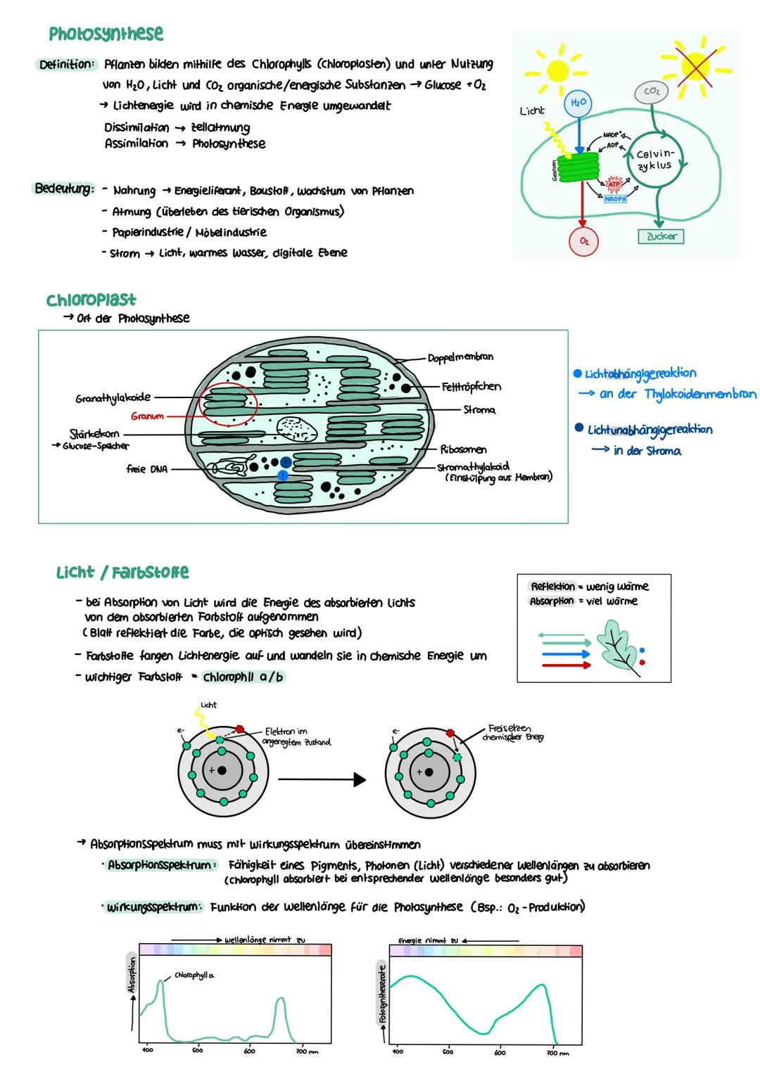 STOFFWECHSEL aktives
Zentrum
Enzymatik
Definition
= Biokatalysatoren
→ Stoffe im Organismus die als Reaktionsbeschleuniger wirken
→ setzen A