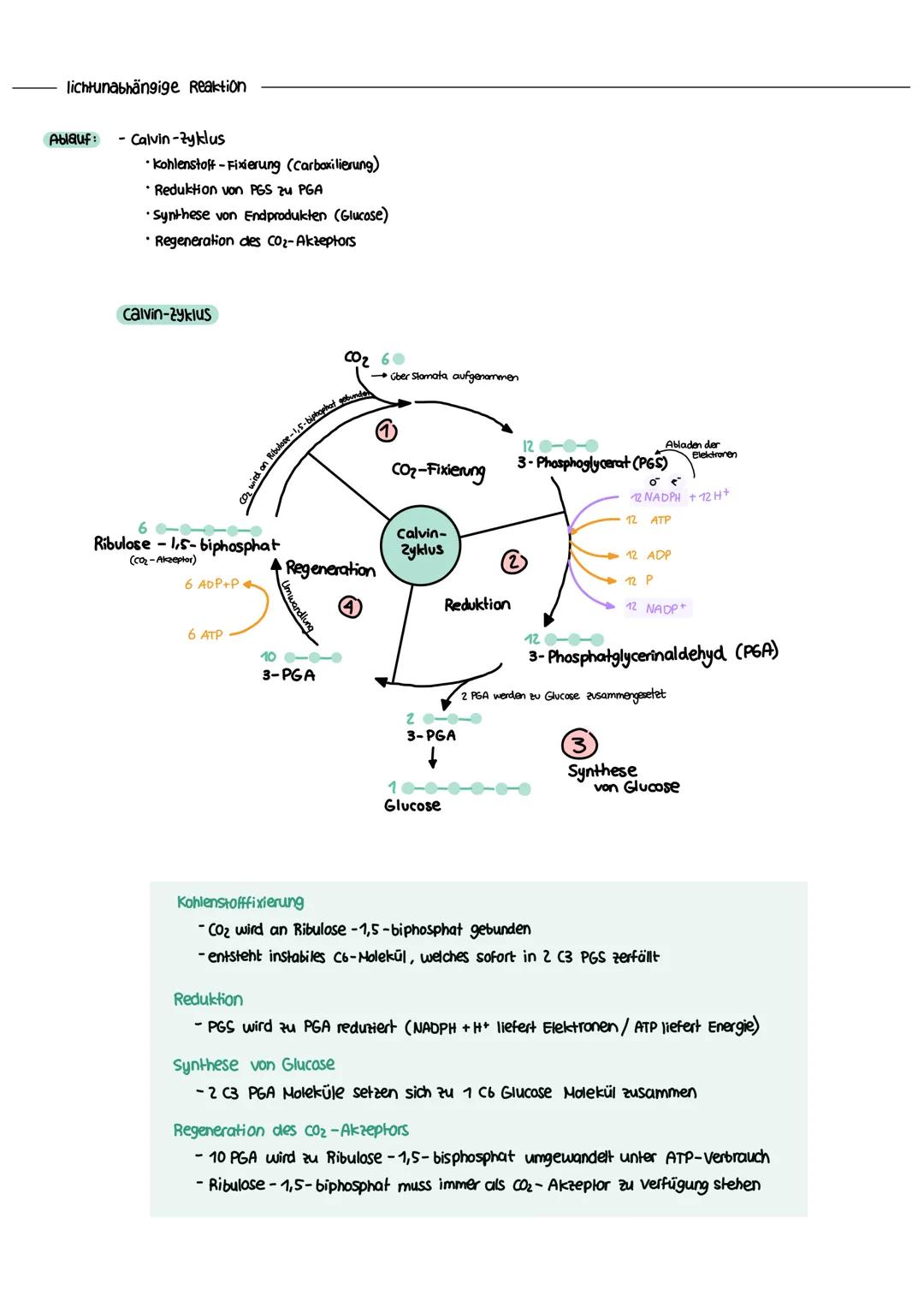 STOFFWECHSEL aktives
Zentrum
Enzymatik
Definition
= Biokatalysatoren
→ Stoffe im Organismus die als Reaktionsbeschleuniger wirken
→ setzen A