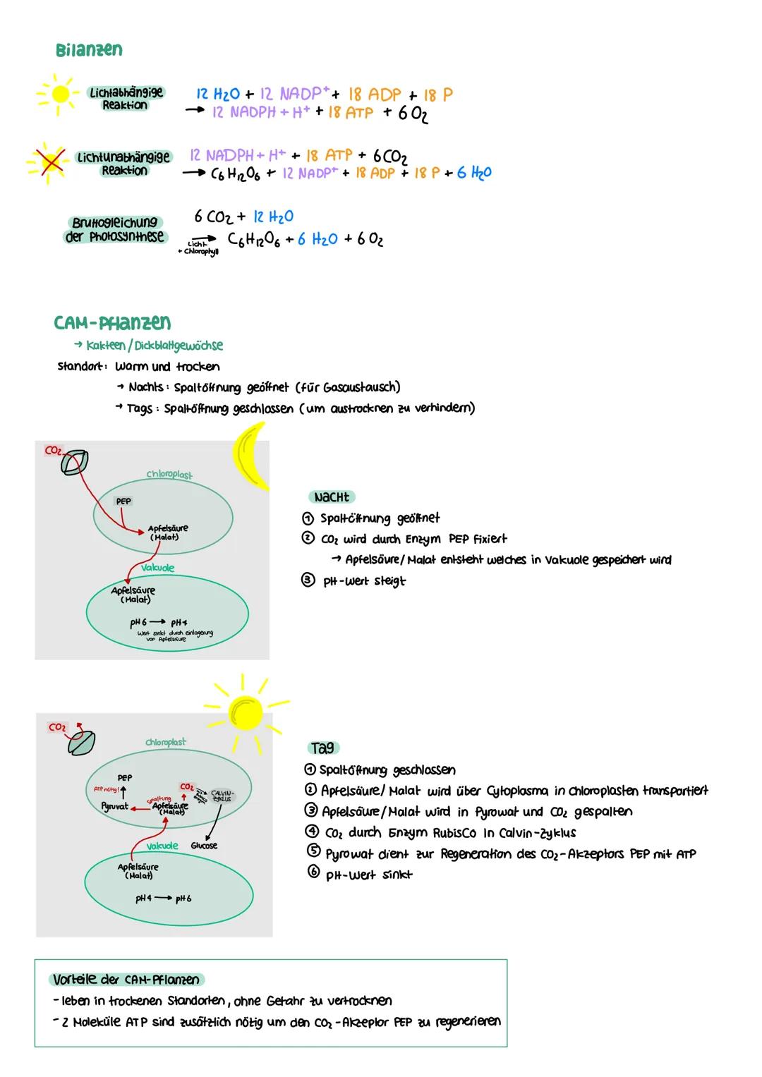 STOFFWECHSEL aktives
Zentrum
Enzymatik
Definition
= Biokatalysatoren
→ Stoffe im Organismus die als Reaktionsbeschleuniger wirken
→ setzen A