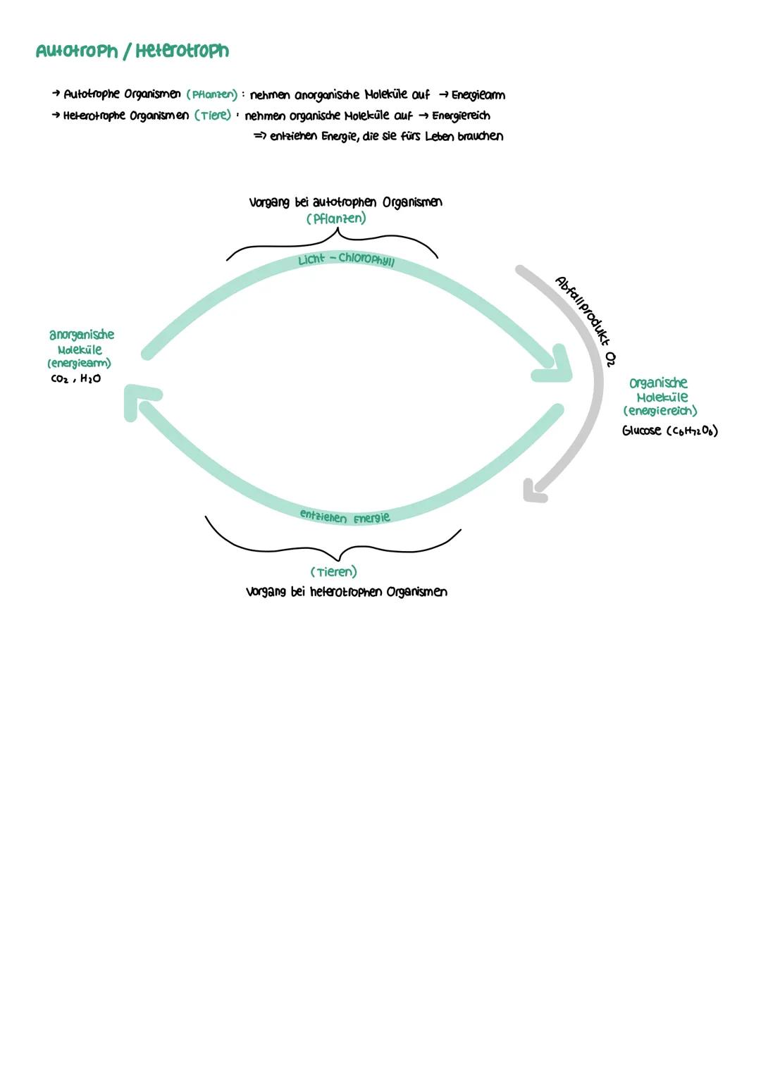 STOFFWECHSEL aktives
Zentrum
Enzymatik
Definition
= Biokatalysatoren
→ Stoffe im Organismus die als Reaktionsbeschleuniger wirken
→ setzen A