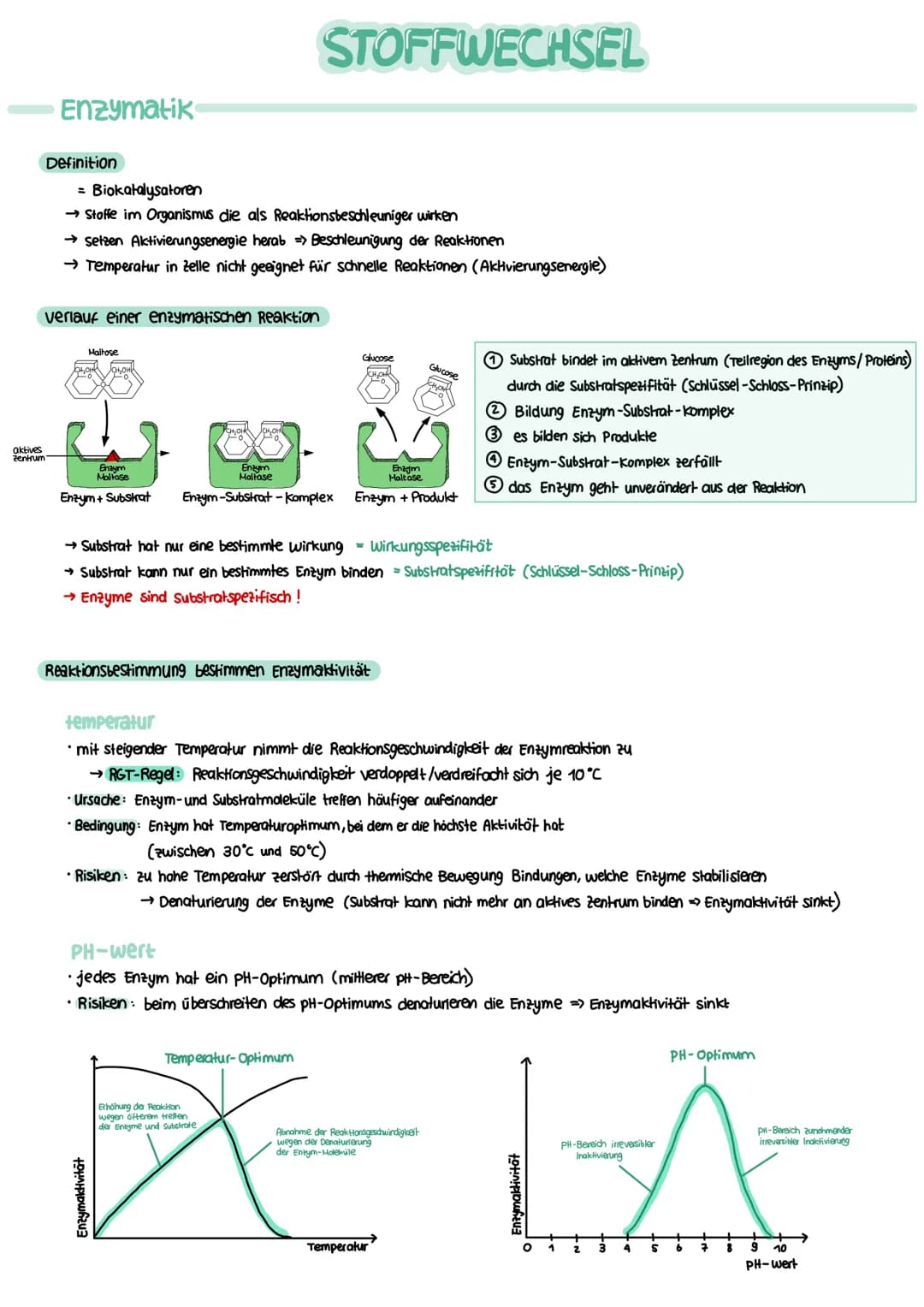 STOFFWECHSEL aktives
Zentrum
Enzymatik
Definition
= Biokatalysatoren
→ Stoffe im Organismus die als Reaktionsbeschleuniger wirken
→ setzen A