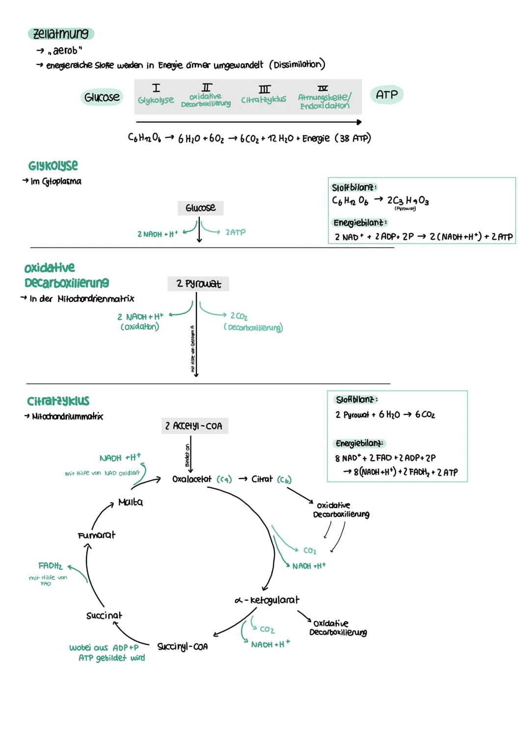 STOFFWECHSEL aktives
Zentrum
Enzymatik
Definition
= Biokatalysatoren
→ Stoffe im Organismus die als Reaktionsbeschleuniger wirken
→ setzen A