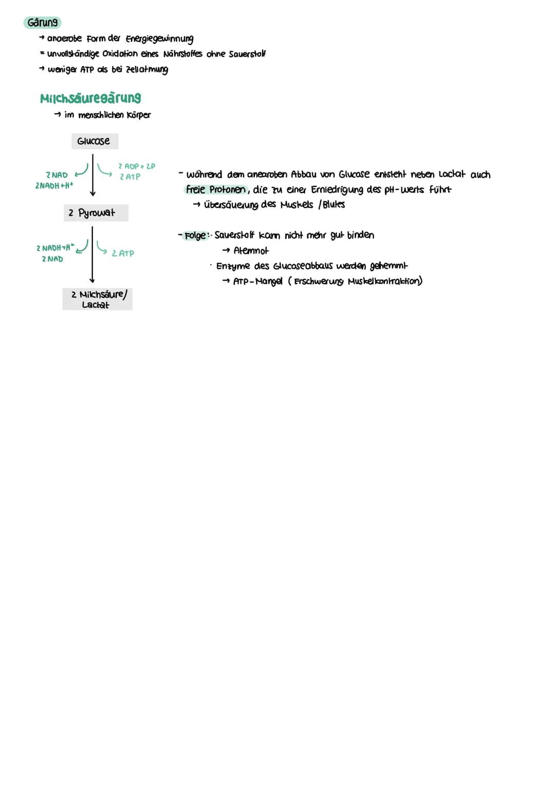 STOFFWECHSEL aktives
Zentrum
Enzymatik
Definition
= Biokatalysatoren
→ Stoffe im Organismus die als Reaktionsbeschleuniger wirken
→ setzen A