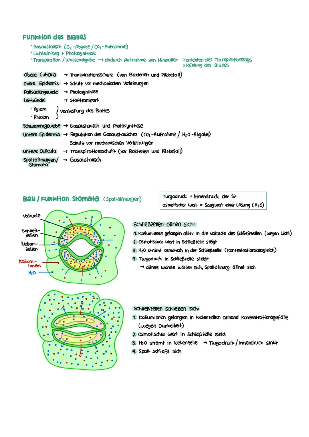 STOFFWECHSEL aktives
Zentrum
Enzymatik
Definition
= Biokatalysatoren
→ Stoffe im Organismus die als Reaktionsbeschleuniger wirken
→ setzen A