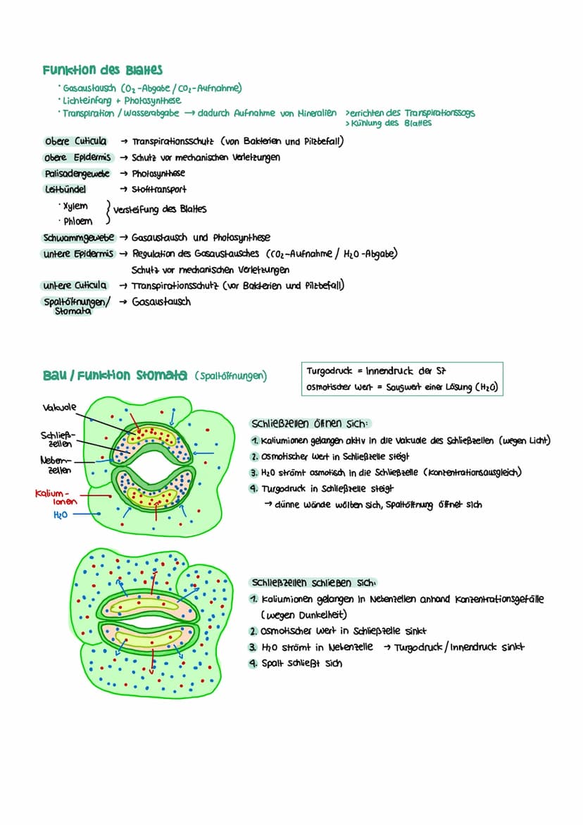 STOFFWECHSEL aktives
Zentrum
Enzymatik
Definition
= Biokatalysatoren
→ Stoffe im Organismus die als Reaktionsbeschleuniger wirken
→ setzen A