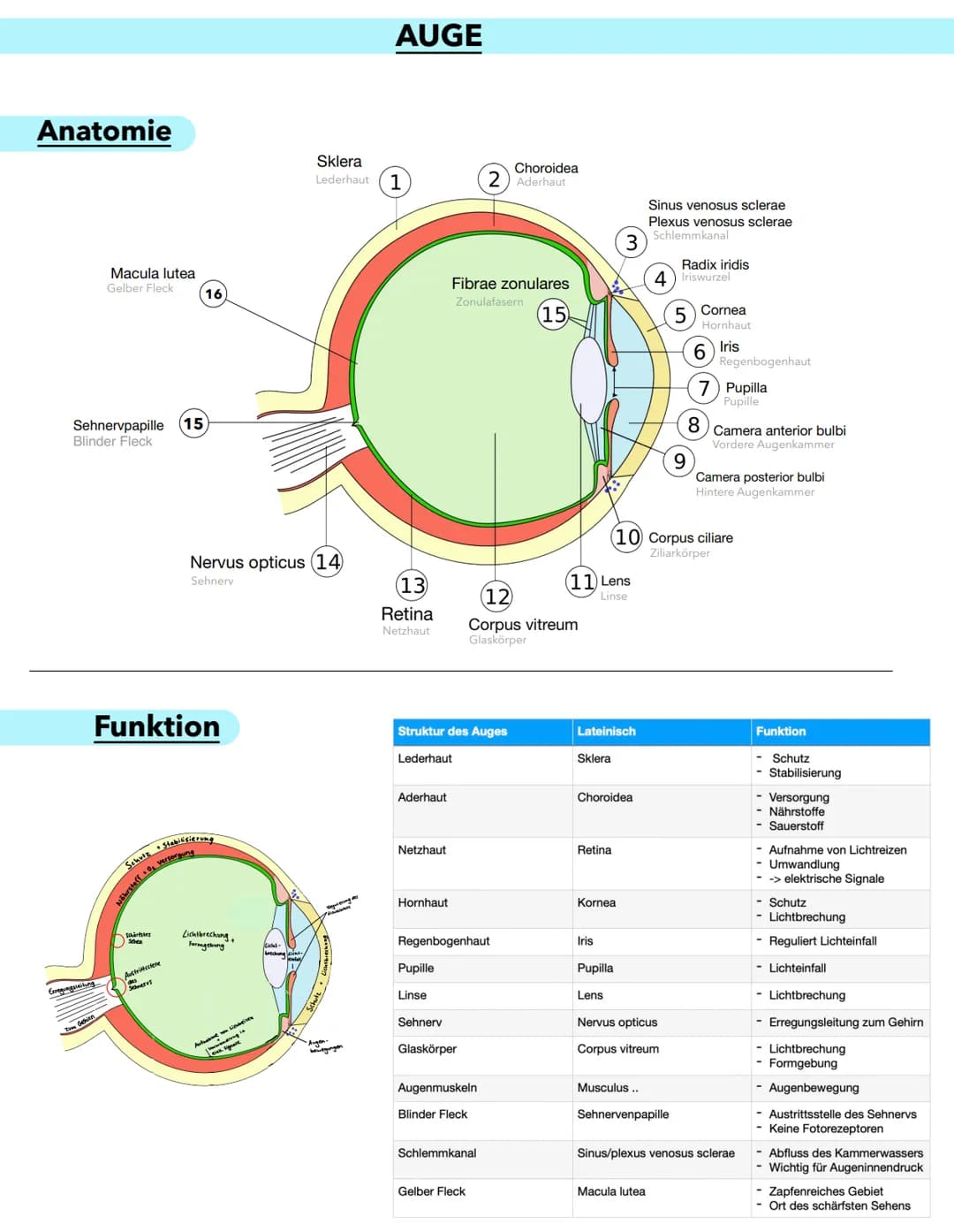 Anatomie
Macula lutea
Gelber Fleck
Erregungsleitung
Sehnervpapille (15)
Blinder Fleck
16
Funktion
Schutz Stabilsierung
Nährstelt 10 versorgu