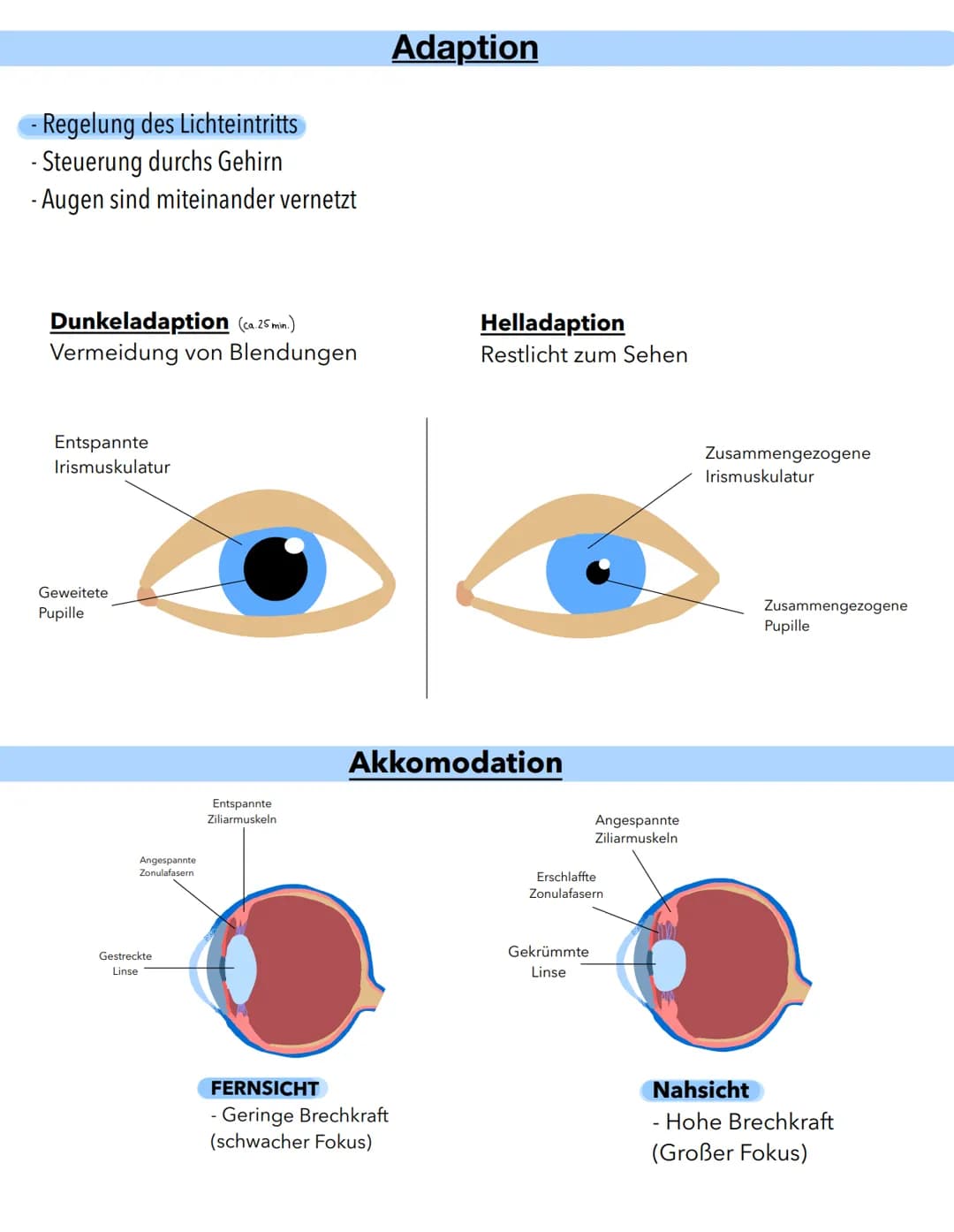 Anatomie
Macula lutea
Gelber Fleck
Erregungsleitung
Sehnervpapille (15)
Blinder Fleck
16
Funktion
Schutz Stabilsierung
Nährstelt 10 versorgu