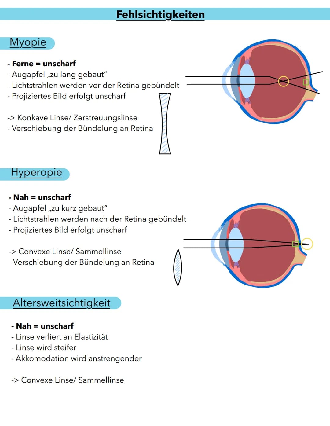 Anatomie
Macula lutea
Gelber Fleck
Erregungsleitung
Sehnervpapille (15)
Blinder Fleck
16
Funktion
Schutz Stabilsierung
Nährstelt 10 versorgu