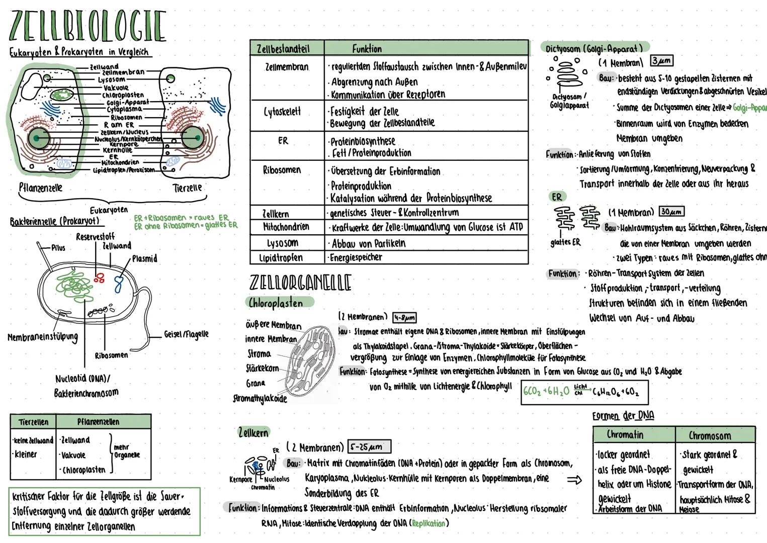 ZELLBIOLOGIE
Eukaryoten & Prokaryoten in Vergleich
Zellwand
10°
O
Pflanzenzelle
-Pilus
Zellmembran
Lysosom
Vakvole
Chloroplasten
Golgi-Appar