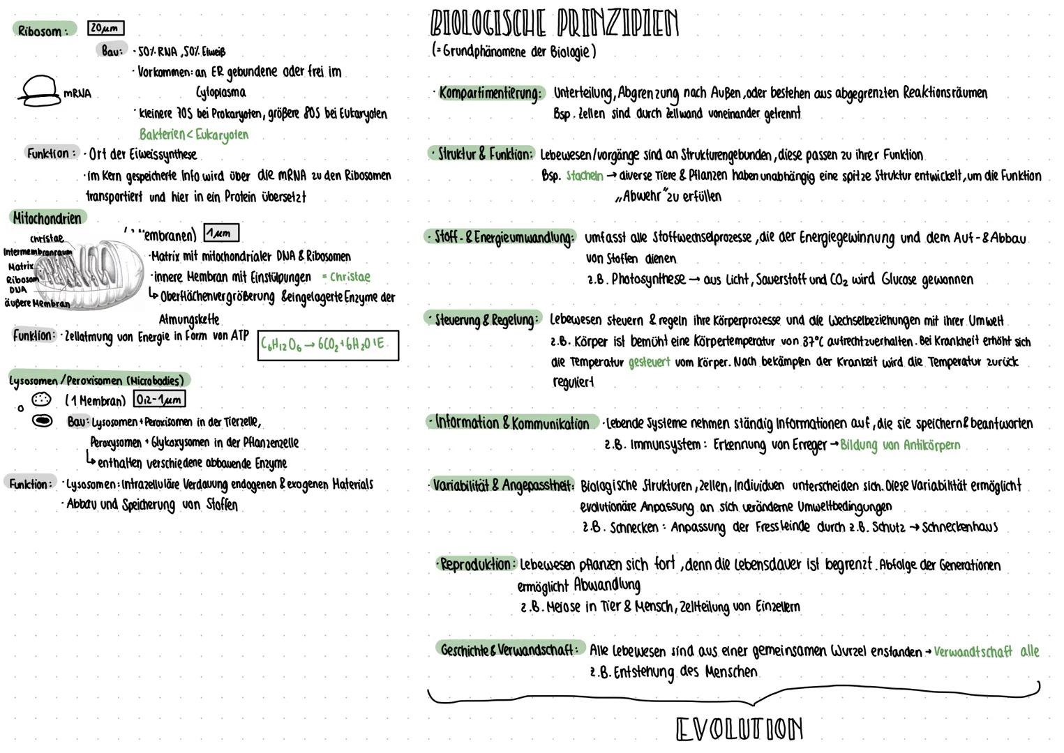 ZELLBIOLOGIE
Eukaryoten & Prokaryoten in Vergleich
Zellwand
10°
O
Pflanzenzelle
-Pilus
Zellmembran
Lysosom
Vakvole
Chloroplasten
Golgi-Appar