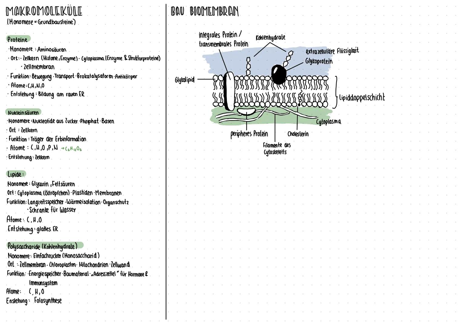 ZELLBIOLOGIE
Eukaryoten & Prokaryoten in Vergleich
Zellwand
10°
O
Pflanzenzelle
-Pilus
Zellmembran
Lysosom
Vakvole
Chloroplasten
Golgi-Appar