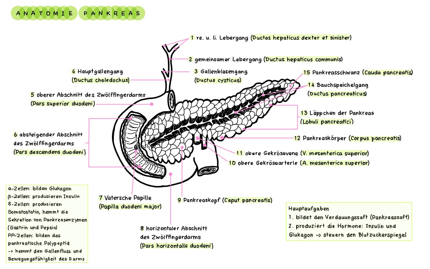 ΑΝΑΤΟΜΙΕ PANKREAS
4 Hauptgallengang
(Ductus choledochus).
5 oberer Abschnitt des Zwölffingerdarms
(Pars superior duodeni).
6 absteigender Ab