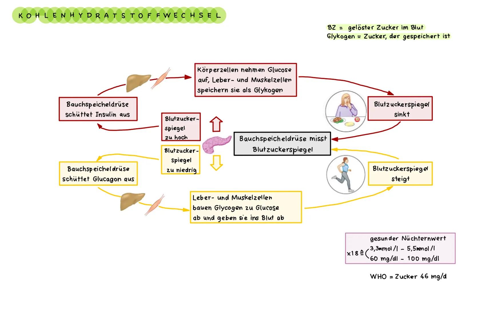 ΑΝΑΤΟΜΙΕ PANKREAS
4 Hauptgallengang
(Ductus choledochus).
5 oberer Abschnitt des Zwölffingerdarms
(Pars superior duodeni).
6 absteigender Ab