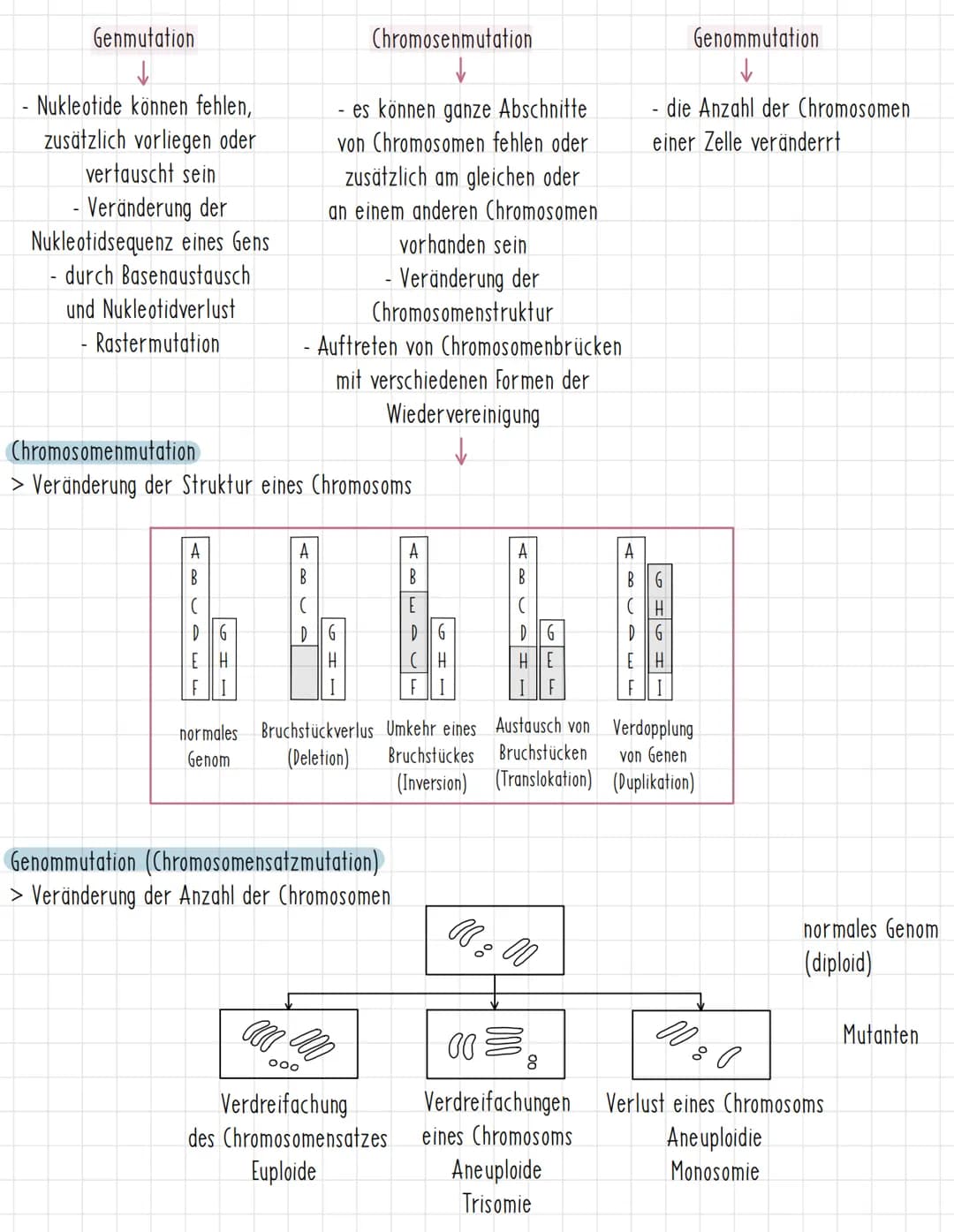 Merkmale des Menschen
Haarform
glatt
gewellt
angewachsenen
Humangenetik
Strahlung
- radioaktive
Strahlung
Ohrläppchen
- wirken auf das Ersch