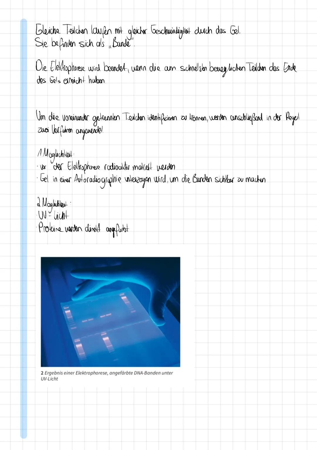 # Gelelektrophorese

In der molekular biologischen Forschung mussen häufig bestimmte Stoffe aus einem Stoffgemisch
Voneinander getrennt werd