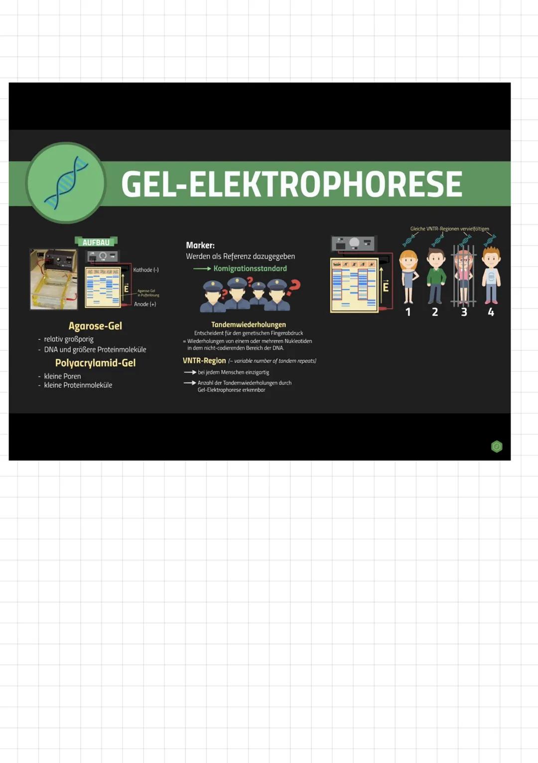 # Gelelektrophorese

In der molekular biologischen Forschung mussen häufig bestimmte Stoffe aus einem Stoffgemisch
Voneinander getrennt werd