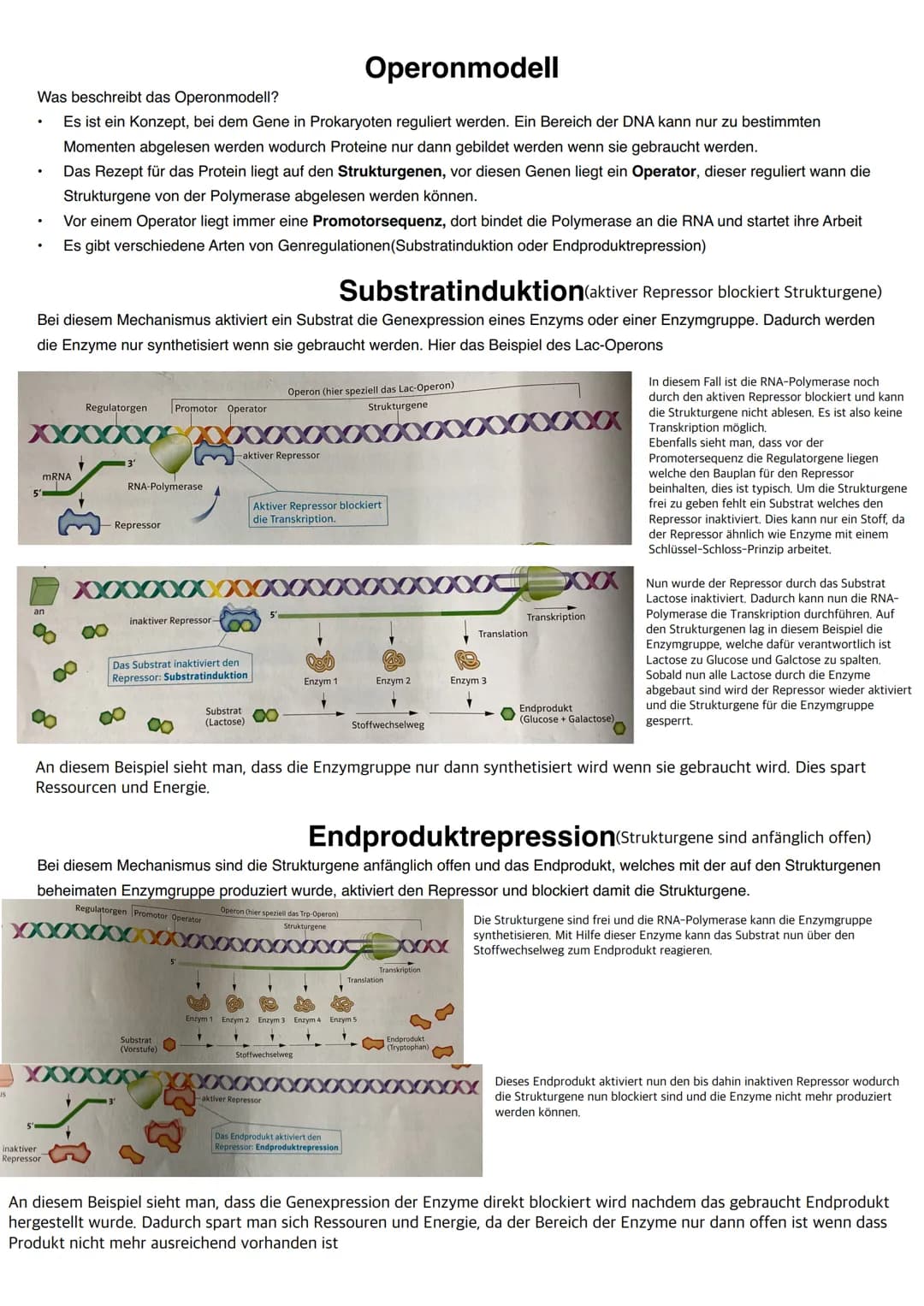Q1.2 Gene und Gentechnik
grundlegendes Niveau (Grundkurs und Leistungskurs)
Bau und Vermehrung von Bakterien (Schema)
Regulation der Genakti