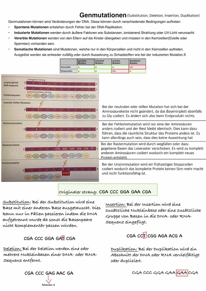 Q1.2 Gene und Gentechnik
grundlegendes Niveau (Grundkurs und Leistungskurs)
Bau und Vermehrung von Bakterien (Schema)
Regulation der Genakti