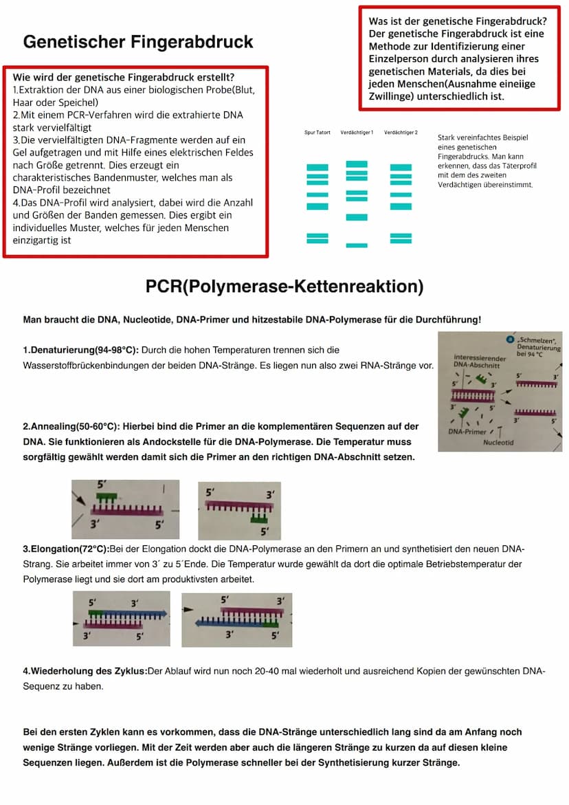 Q1.2 Gene und Gentechnik
grundlegendes Niveau (Grundkurs und Leistungskurs)
Bau und Vermehrung von Bakterien (Schema)
Regulation der Genakti