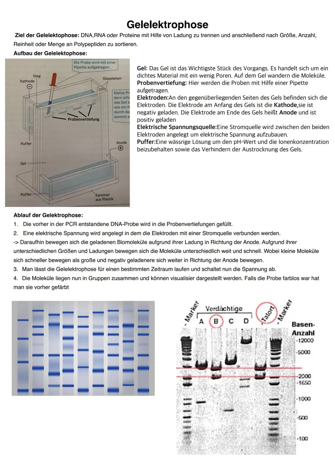 Q1.2 Gene und Gentechnik
grundlegendes Niveau (Grundkurs und Leistungskurs)
Bau und Vermehrung von Bakterien (Schema)
Regulation der Genakti